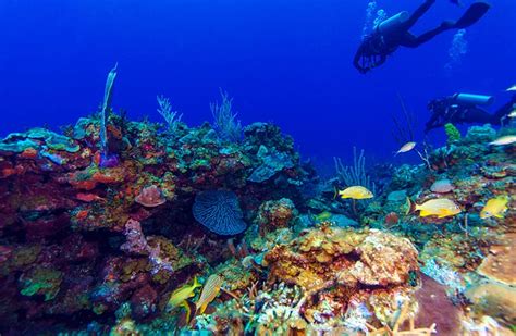 dive tsrip|dive trips to cuba.